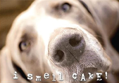 Birthday - I Smell Cake